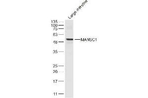 Mouse large intestine lysates probed with MANSC1 Polyclonal Antibody, Unconjugated  at 1:300 dilution and 4˚C overnight incubation. (MANSC1 Antikörper  (AA 27-130))