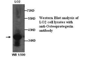 Image no. 2 for anti-Tumor Necrosis Factor Receptor Superfamily, Member 11b (TNFRSF11B) antibody (ABIN790903) (Osteoprotegerin Antikörper)