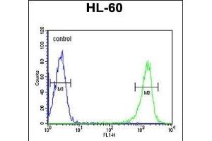 PSME1 Antibody (C-term) (ABIN651448 and ABIN2840245) flow cytometric analysis of HL-60 cells (right histogram) compared to a negative control cell (left histogram).