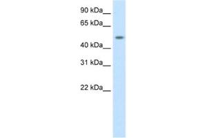Western Blotting (WB) image for anti-DMRT-Like Family A1 (DMRTA1) antibody (ABIN2461550) (DMRTA1 Antikörper)