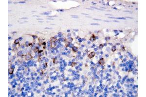 Anti CD40Lantibody,  IHC(P) IHC(P): Rat Intestine Tissue