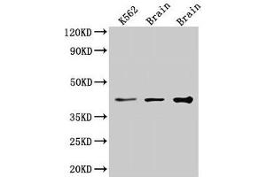 Western Blot Positive WB detected in: K562 whole cell lysate, Rat brain tissue, Mouse brain tissue All lanes: VPS26B antibody at 3. (VPS26B Antikörper  (AA 1-336))