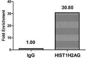 Chromatin Immunoprecipitation Hela (4*10 6 ) were treated with Micrococcal Nuclease, sonicated, and immunoprecipitated with 5 μg anti-HIST1H2AG (ABIN7139609) or a control normal rabbit IgG. (HIST1H2AG Antikörper  (meLys9))