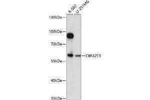 Western blot analysis of extracts of various cell lines, using CBFT3 antibody (ABIN7266502) at 1:1000 dilution. (CBFA2T3 Antikörper  (AA 305-390))