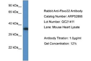 Western Blotting (WB) image for anti-F-Box Protein 32 (FBXO32) (C-Term) antibody (ABIN2785131) (FBXO32 Antikörper  (C-Term))