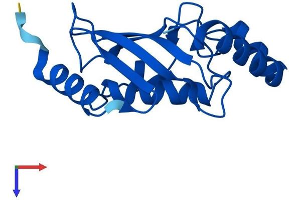 UBE2N Protein (AA 1-152) (His tag)