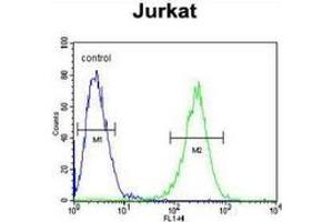 flow cytometric analysis of Jurkat cells (right histogram) compared to a negative control cell (left histogram) using MPP1 Antibody , followed by FITC-conjugated goat-anti-rabbit secondary antibodies. (MPP1 Antikörper  (Middle Region))