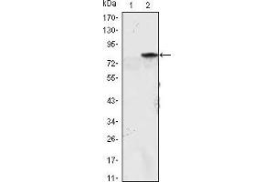 Western blot analysis using MYOD1 mAb against HEK293 (1) and MYOD1(AA: 1-200)-hIgGFc transfected HEK293 (2) cell lysate. (MYOD1 Antikörper)
