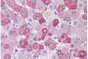 Anti-GCNT3 antibody  ABIN960777 IHC staining of human liver. (GCNT3 Antikörper  (Internal Region))