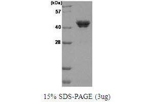 SDS-PAGE (SDS) image for Casein Kinase 2 alpha 1 (CSNK2A1) (AA 1-391) protein (His tag) (ABIN667047)