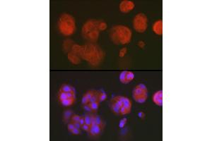 Immunofluorescence analysis of MCF7 cells using DNPH1 Rabbit mAb (ABIN7266383) at dilution of 1:50 (40x lens). (RCL Antikörper)