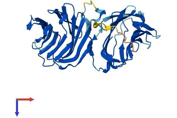 LGALS12 Protein (AA 1-314) (His tag)