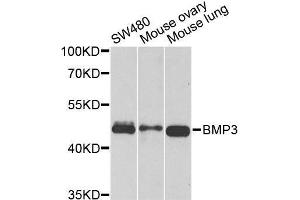 Western blot analysis of extracts of various cell lines, using BMP3 antibody. (BMP3 Antikörper  (AA 243-472))