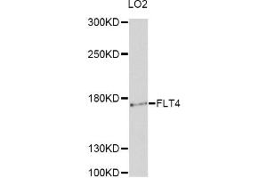 Western blot analysis of extracts of LO2 cells, using FLT4 antibody. (FLT4 Antikörper)