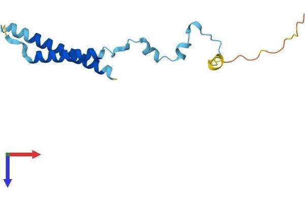 MMGT2 Protein (AA 1-123) (His tag)
