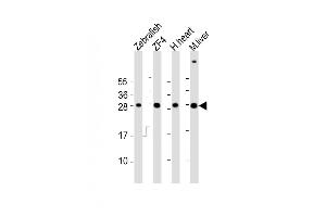 Adenylate Kinase 2 Antikörper  (AA 147-183)