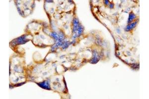 IHC-P: EPO antibody testing of human placenta tissue (EPO Antikörper  (AA 1-166))