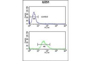 Flow cytometric analysis of U251 cells using FOXG1 Antibody (Center) Cat. (FOXG1 Antikörper  (Middle Region))