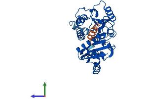 Protein Structure (PS) image for Glucosamine-6-Phosphate Deaminase 1 (GNPDA1) (AA 1-289) protein (His tag) (ABIN7548143)
