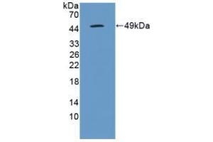 Detection of Recombinant IL10, Canine using Polyclonal Antibody to Interleukin 10 (IL10) (IL-10 Antikörper  (AA 21-181))