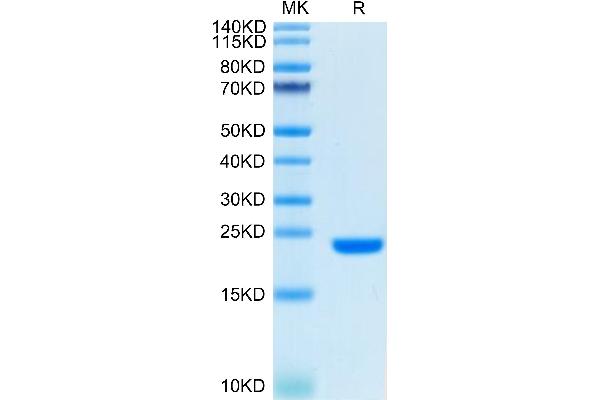 FGF10 Protein (AA 38-208) (Biotin)