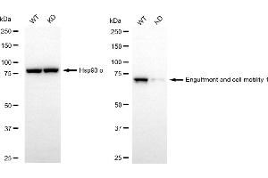 Western blotting analysis using engulfment and cell motility 1 antibody (ABIN7798445). (Rekombinanter ELMO1 Antikörper)
