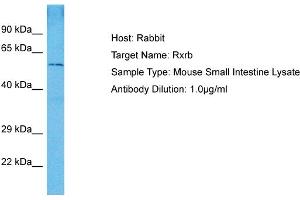 Host: Mouse Target Name: RXRB Sample Tissue: Mouse Small Intestine Antibody Dilution: 1ug/ml (Retinoid X Receptor beta Antikörper  (N-Term))