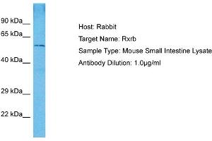 Host: Mouse Target Name: RXRB Sample Tissue: Mouse Small Intestine Antibody Dilution: 1ug/ml