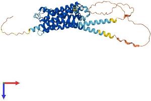 Serotonin Receptor 1A Protein (HTR1A) (AA 1-422) (His tag)