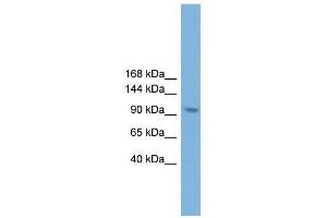 Zhx3 antibody used at 0. (ZHX3 Antikörper  (C-Term))