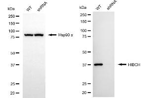 Western blotting analysis using HIBCH antibody (ABIN7797420).