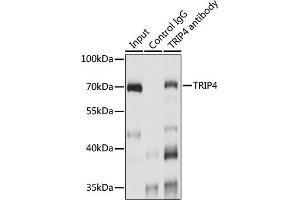 Immunoprecipitation analysis of 200 μg extracts of A-549 cells using 3 μg TRIP4 antibody (ABIN7270824). (TRIP4 Antikörper  (AA 282-581))
