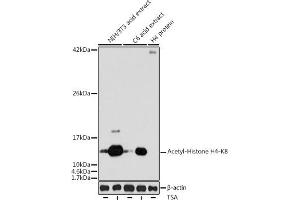Western blot analysis of extracts of various cell lines, using Acetyl-Histone H4-K8 antibody (ABIN7267747) at 1:1000 dilution. (Histone H4 Antikörper  (acLys8))