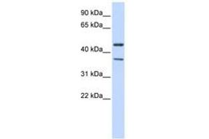 Image no. 1 for anti-Potassium Inwardly-Rectifying Channel, Subfamily J, Member 4 (KCNJ4) (C-Term) antibody (ABIN6742548) (KCNJ4 Antikörper  (C-Term))
