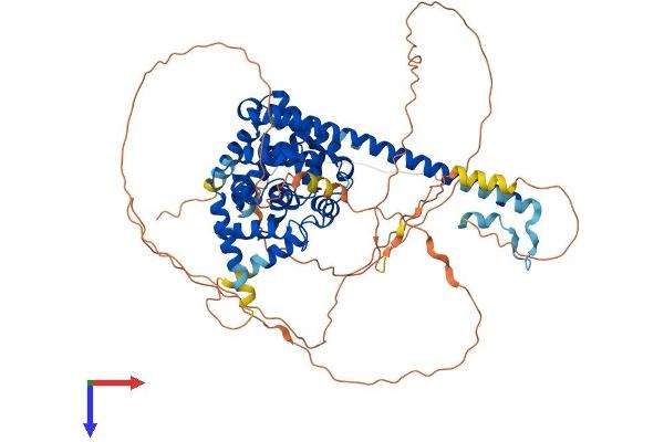 TBC1D12 Protein (AA 1-696) (His tag)