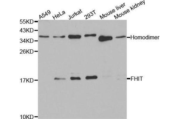 FHIT Antikörper  (AA 25-147)