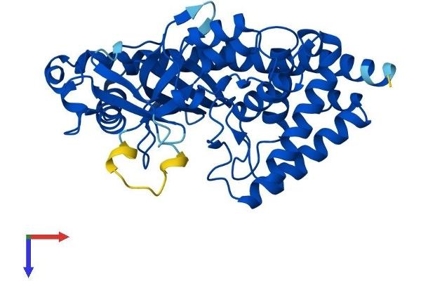 MAB21L2 Protein (AA 1-359) (His tag)