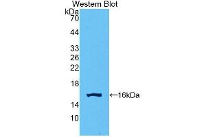 Detection of Recombinant GDF15, Human using Polyclonal Antibody to Growth Differentiation Factor 15 (GDF15) (GDF15 Antikörper  (AA 195-308))
