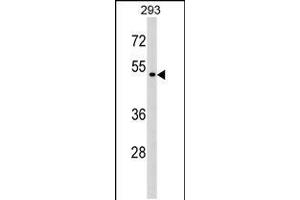 Western blot analysis in 293 cell line lysates (35ug/lane). (P2RX6 Antikörper  (AA 198-226))