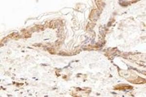 Immunohistochemistry analysis of paraffin-embedded mouse skin using,KCNK7 (ABIN7075149) at dilution of 1: 1200