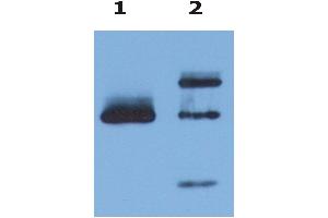 Immunoprecipitation of HLA-G from HLA-G1 transfectants (LCL-HLA-G1) by anti-human HLA-G () and protein G. (HLAG Antikörper  (Biotin))