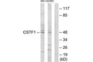 Western blot analysis of extracts from HuvEc/293 cells, using CSTF1 Antibody.