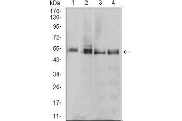 MTRF1 Antikörper  (AA 288-437)