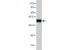 Western Blotting (WB) image for anti-Aldo-Keto Reductase Family 1, Member D1 (AKR1D1) (AA 227-326) antibody (ABIN562993)