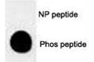 Dot Blot (DB) image for anti-Mucin 1 (MUC1) (pThr1224) antibody (ABIN3031864)