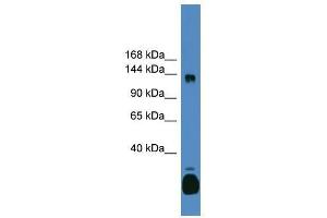 C10orf12 antibody used at 0.