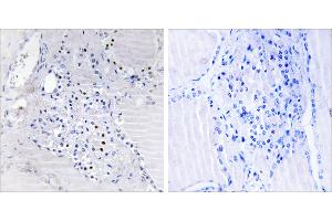Peptide - +Immunohistochemistry analysis of paraffin-embedded human thyroid gland tissue using C9orf89 antibody. (C9orf89 Antikörper)