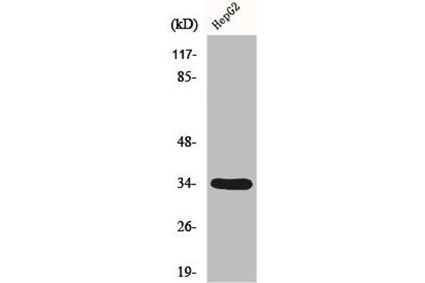 DHRS4 antibody  (C-Term)