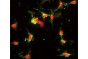 Immunofluorescence (IF) image for anti-Chemokine (C-C Motif) Ligand 2 (CCL2) (AA 62-89) antibody (ABIN3030482)