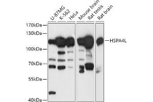 Western blot analysis of extracts of various cell lines, using HSPL antibody (ABIN7267581) at 1:1000 dilution. (HSPA4L Antikörper  (AA 500-600))